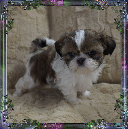 Tiny little male chinese imperial shih tzu puppies for sale teacup